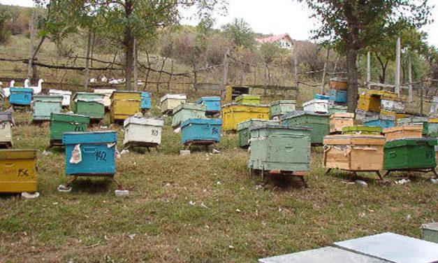 Legea apiculturii contestată vehement