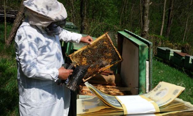 Bani pentru apicultori
