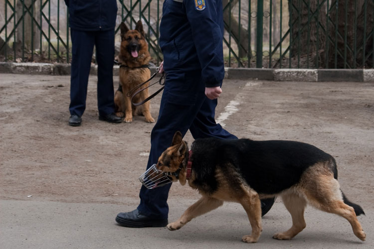Câinii poliţişti tulceni, la datorie