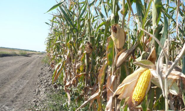 Fermieri din Tulcea spun că cerealele modificate genetic n-ar face rău nimănui