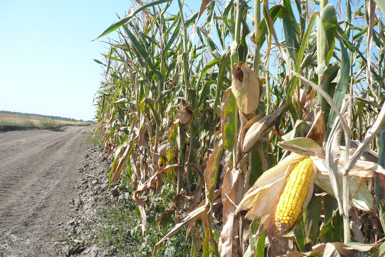 Fermieri din Tulcea spun că cerealele modificate genetic n-ar face rău nimănui