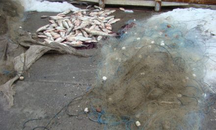 Plase monofilament şi peste 200 kilograme de peşte, confiscate