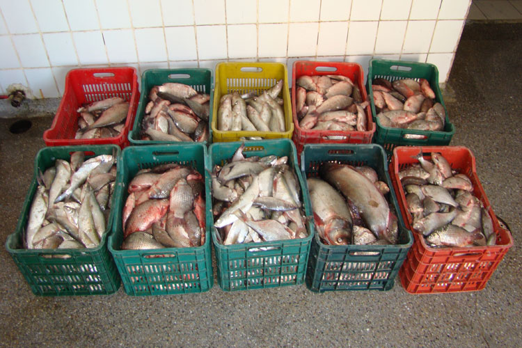 Șase centre de primă vânzare a peştelui, autorizate pentru funcţionare