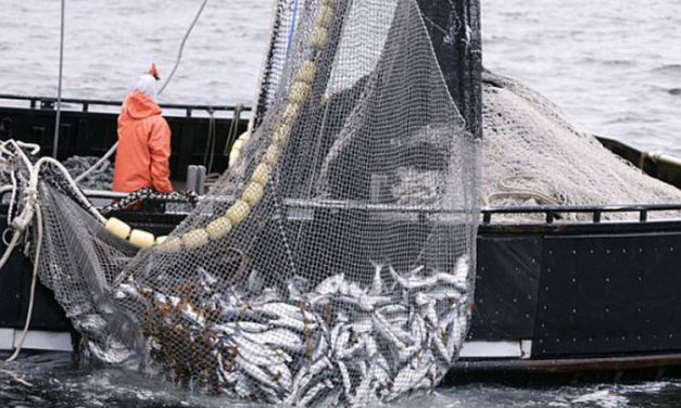Pescarii cu permise de pescuit la Marea Neagră, discriminaţi de noul ordin de prohibiţie
