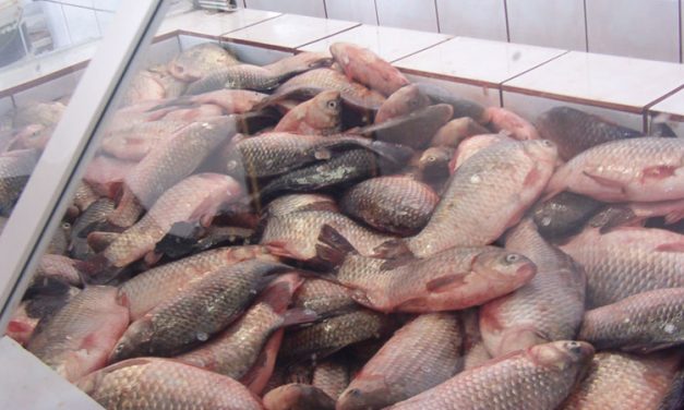 Piaţa peştelui din deltă, sufocată de concurenţa din UE