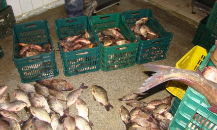 Transportau ilegal peste 300 de kilograme de peşte