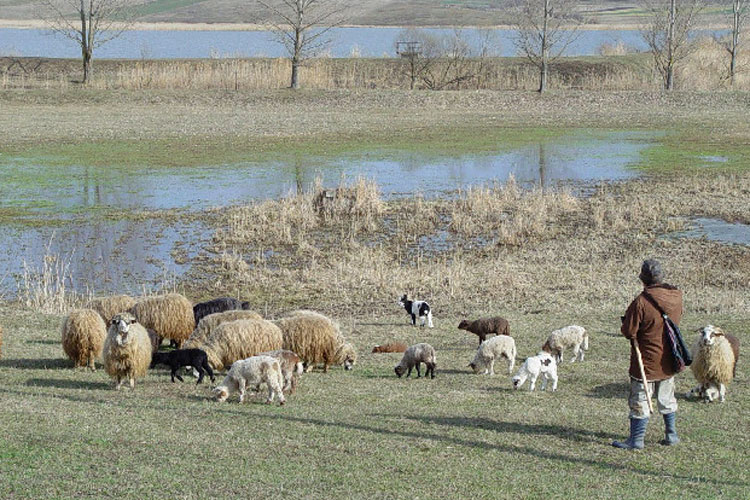 Tulcenii îşi cumpără mielul de Paşte direct de la ciobani