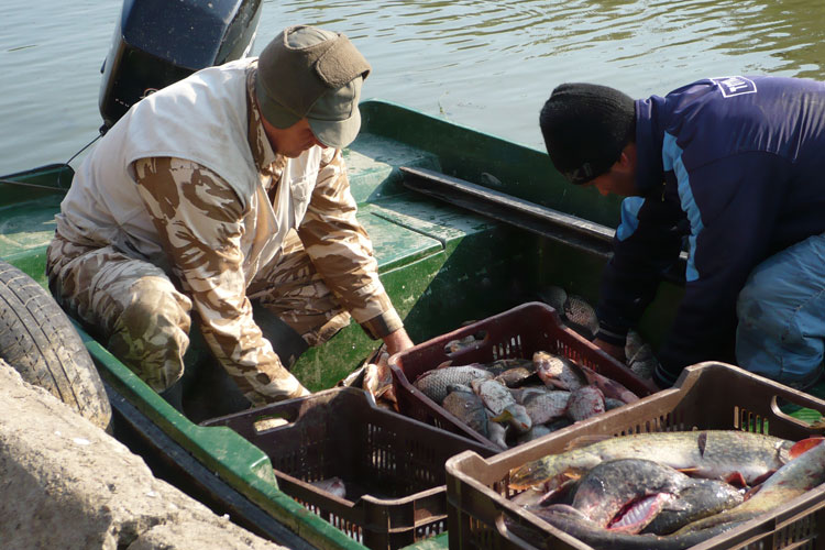 Valabilitatea permiselor de pescuit comercial, prelungită până la 1 iunie