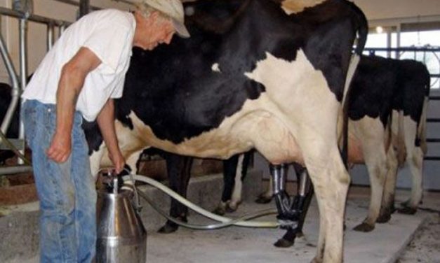 Cererile pentru acordarea cotelor de lapte