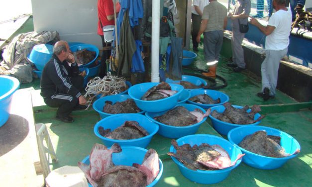 Pescador sub pavilion Turcia, cu sute de kilograme de calcan la bord interceptat de Garda de Coastă din Sulina