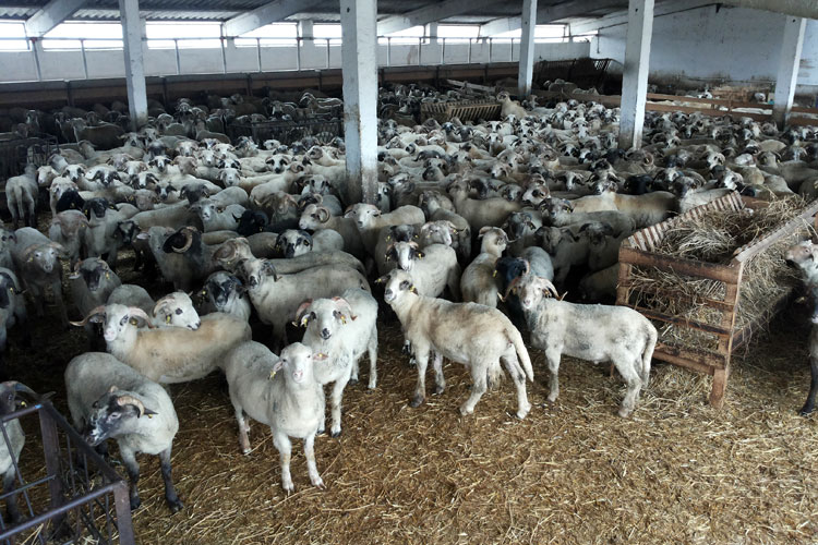 Liber la exportul de ovine în Turcia