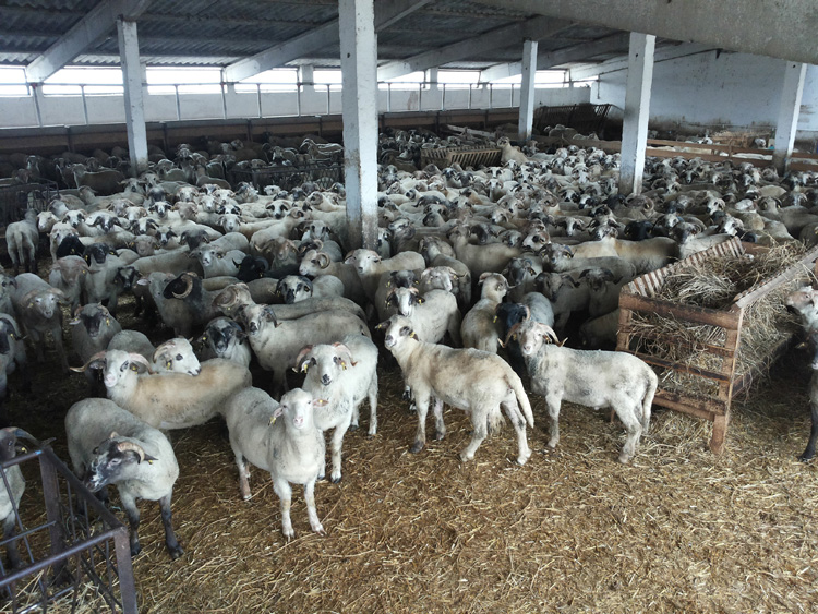 Boala limbii albastre sugrumă afacerile cu oi: mioarele de la malul Dunării nu mai sunt dorite de arabi