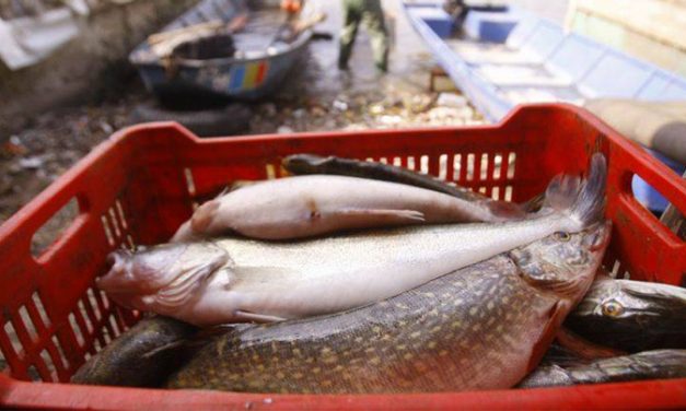 Lucrările de construire a Bursei de peşte de la Tulcea vor începe peste o lună