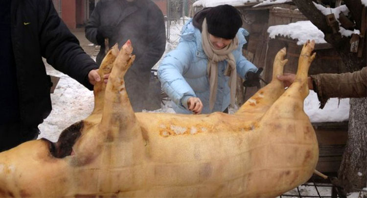 Examinarea cărnii de porc pentru depistarea trichinelozei, obligatorie. Amenda, 2.000 de lei