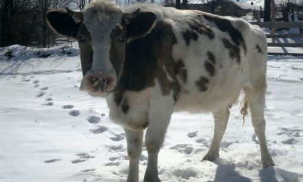 Alertă în deltă: o vacă turbată i-a pus pe jar pe veterinari