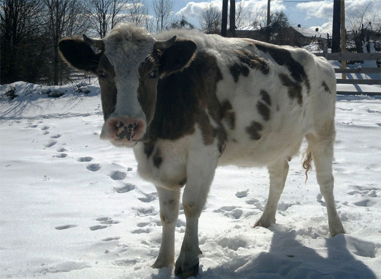 Alertă în deltă: o vacă turbată i-a pus pe jar pe veterinari