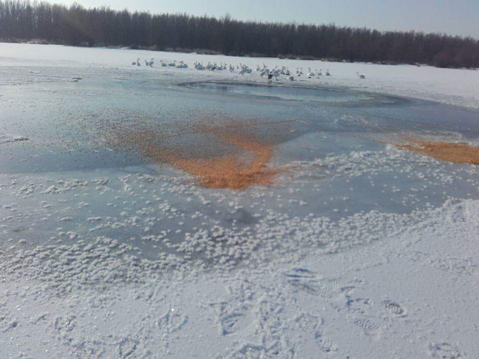 Primarul Topoleanu şi pompierii măcineni au hrănit lebedele prinse de gheaţă pe Dunăre