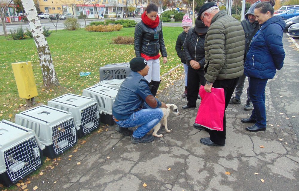 Un nou târg de câini în municipiu: 20 de patrupede aşteaptă să fie luate acasă
