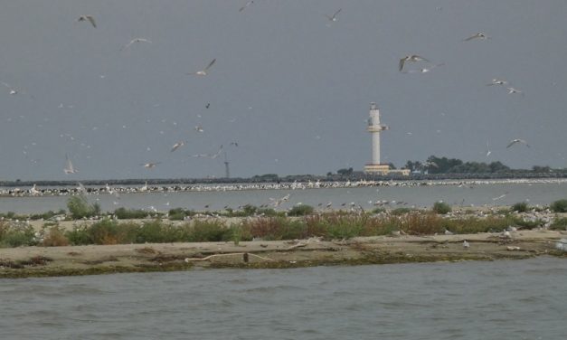 Cadavre de cormorani, chire de mare şi pescăruşi descoperite pe insula K, lângă Sulina