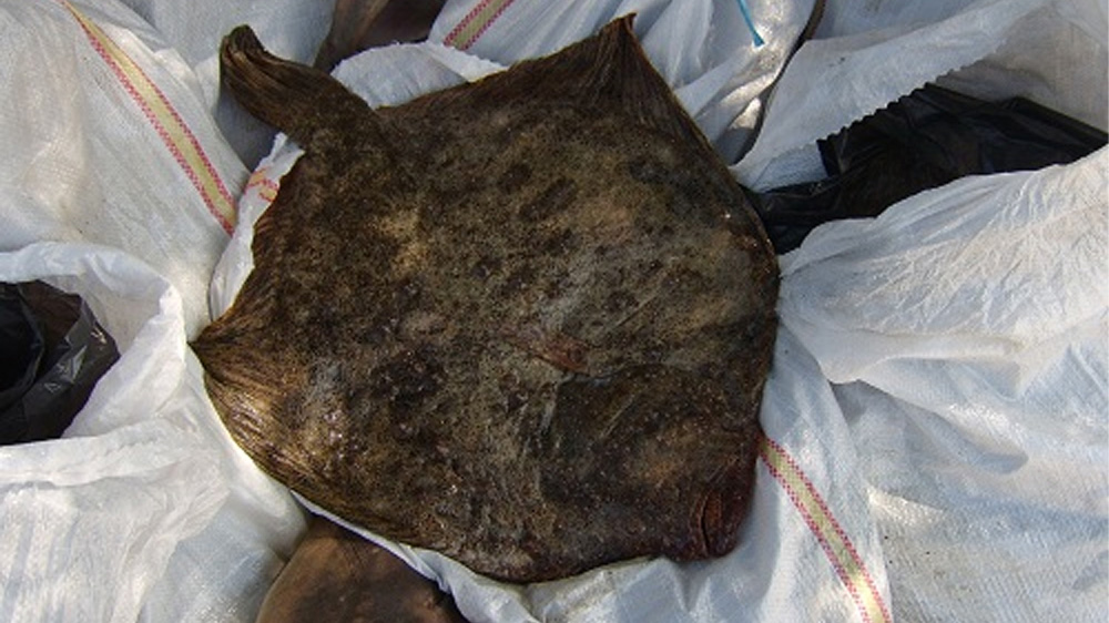 Dosar penal pentru pescuit ilegal de calcan şi rechin, la Sulina