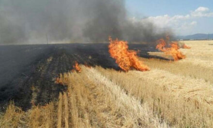 Doi fermieri tulceni, identificaţi de APIA că şi-au ars terenurile