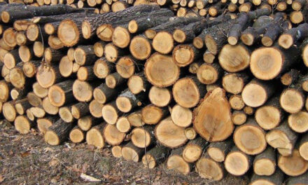 Direcţia Silvică scoate la vânzare circa 55.000 de metri cubi de lemn pentru populaţie