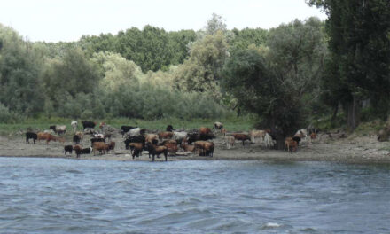 Terenurile şi animalele din Delta Dunării, în inventar
