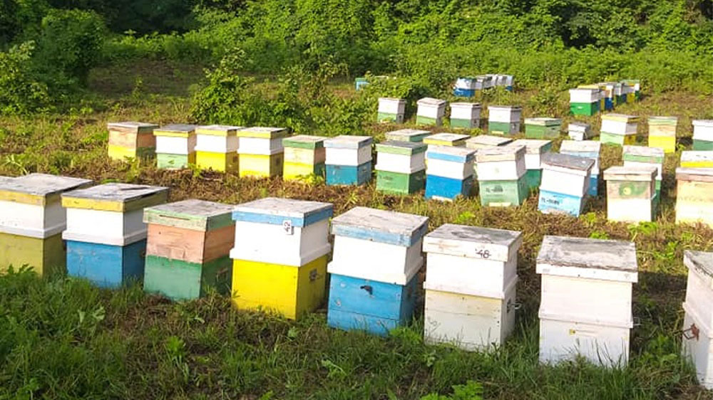 Producţia de miere, mai bună cu 40% faţă de anul trecut, la Tulcea