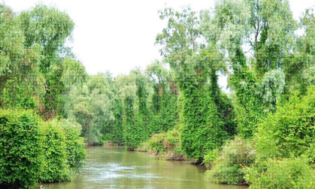 Circa 11 hectare de terenuri forestiere din Lunca Dunării vor fi împădurite