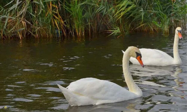 Gripă aviară la Tulcea: lebădă găsită moartă în zona lacului Fortuna