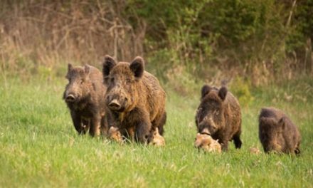 Alarmă în fondurile de vânătoare din judeţ! Trei mistreţi depistaţi cu pestă porcină