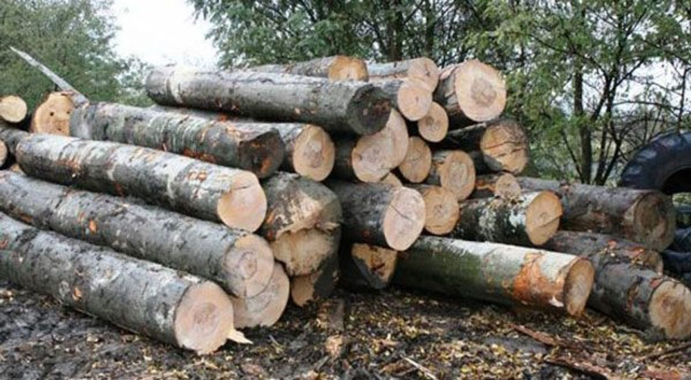 Hoţi de lemne în pădurile tulcene