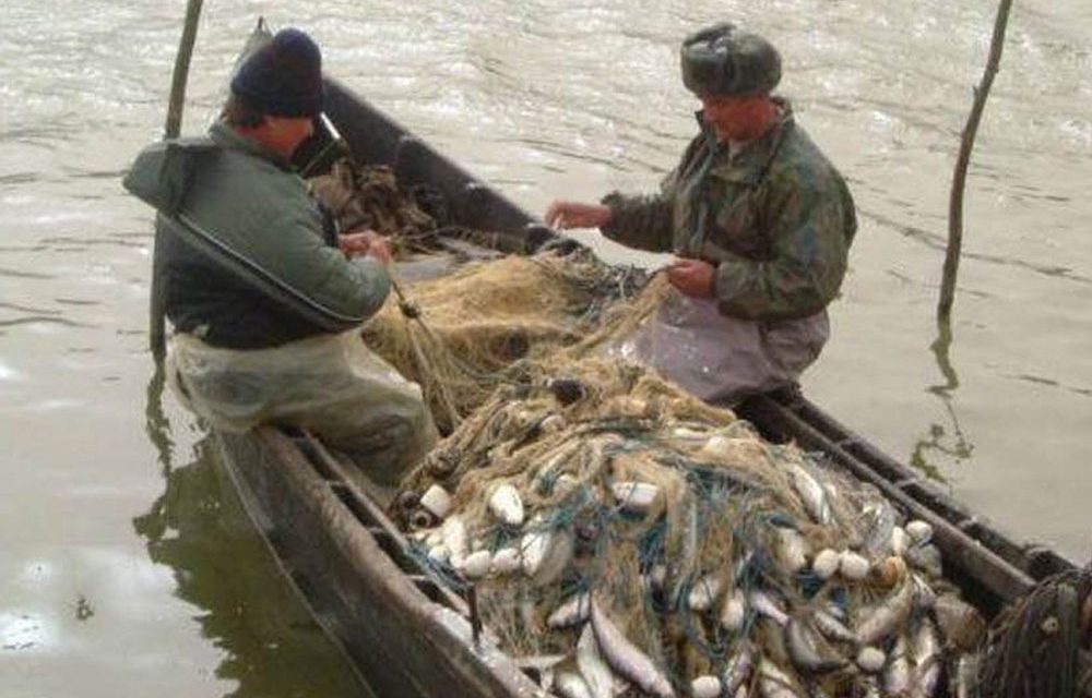 Scrumbia, puţină şi scumpă: Pescarii comerciali din Deltă se plâng de capturile foarte slabe