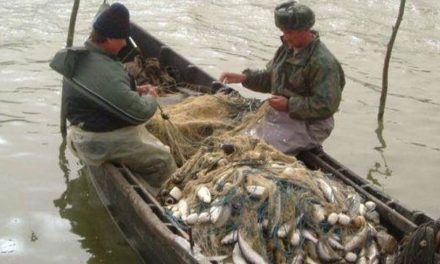 Scrumbia, puţină şi scumpă: Pescarii comerciali din Deltă se plâng de capturile foarte slabe