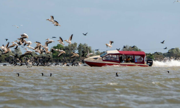 Coloniile de păsări din Delta Dunării, păzite de lucrători ai ARBDD