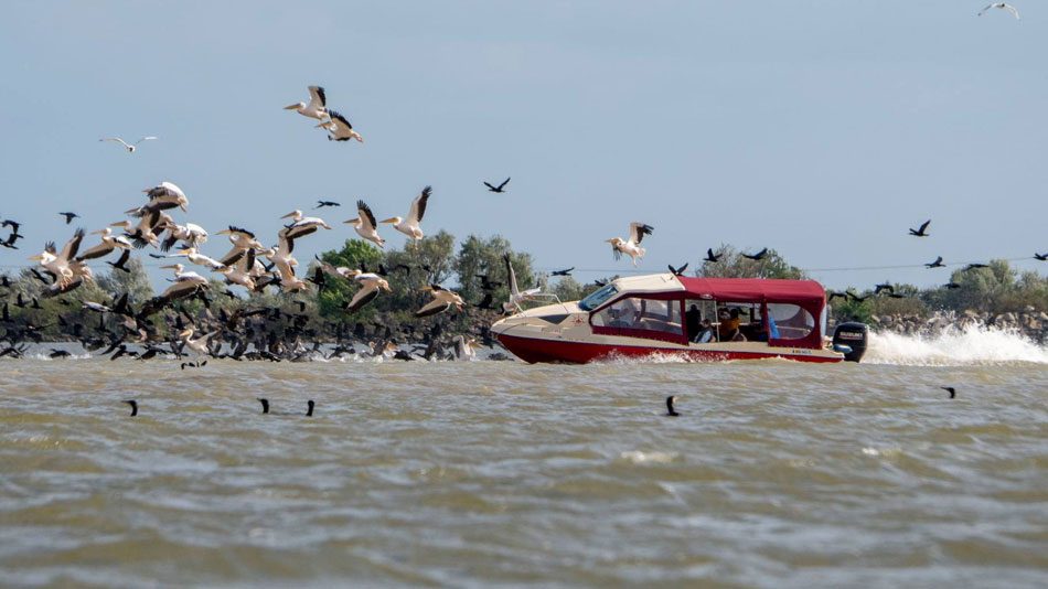 Coloniile de păsări din Delta Dunării, păzite de lucrători ai ARBDD