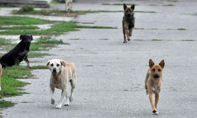 Primii câini fără stăpân, ridicaţi de pe străzile comunelor tulcene, în circa două luni
