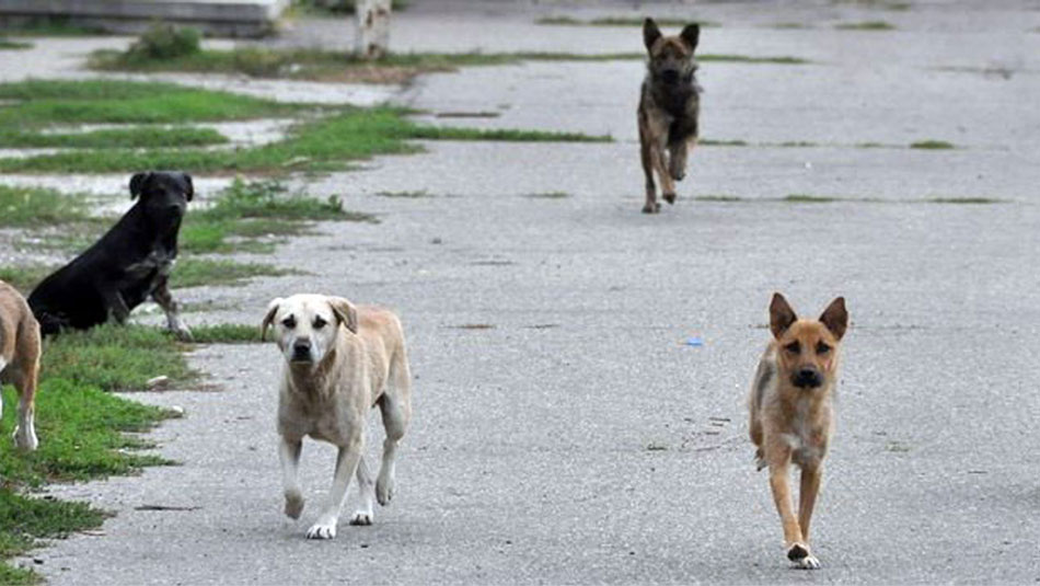 Primii câini fără stăpân, ridicaţi de pe străzile comunelor tulcene, în circa două luni