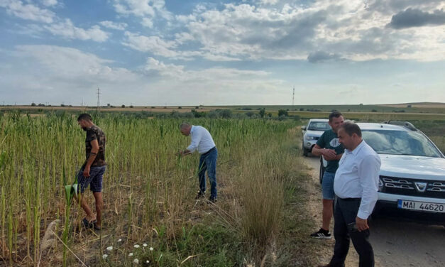 Invazie de lăcuste în Greci şi Măcin: 300 de hectare afectate