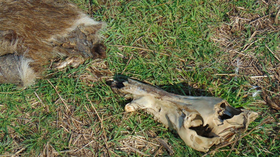 Oi şi vite moarte de foame în Deltă, hrană pentru şacali