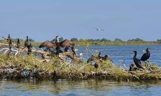 Păsările şi animalele din Delta Dunării, recenzate de luna viitoare