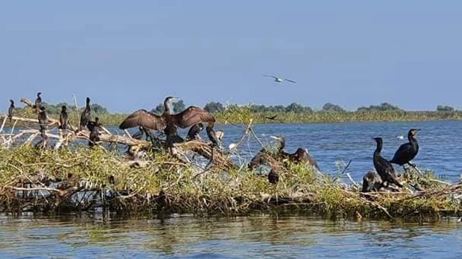 Păsările şi animalele din Delta Dunării, recenzate de luna viitoare