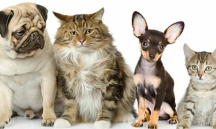 Campanie de sterilizare gratuită a câinilor şi pisicilor de rasă comună, la Tulcea