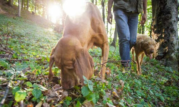 Reţele de braconieri din Vaslui sapă pădurile tulcene în căutarea trufelor negre