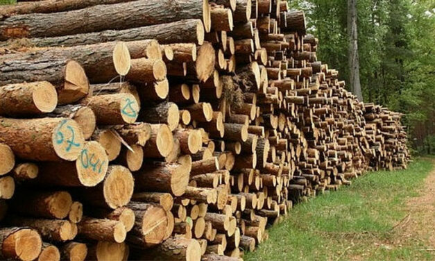Şi preţul lemnului va creşte, cel mai probabil, din toamna aceasta