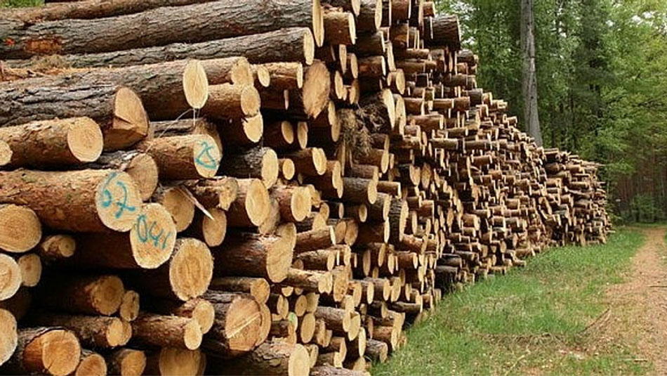 Şi preţul lemnului va creşte, cel mai probabil, din toamna aceasta