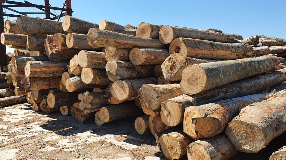 Cerere mare de lemn de foc la Direcţia Silvică Tulcea
