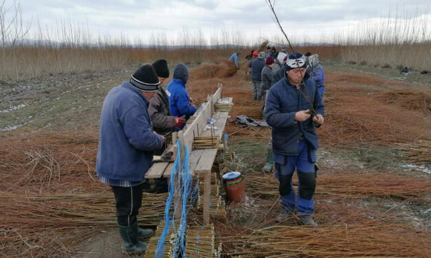 Direcţia Silvică Tulcea va planta circa 67.000 de puieţi forestieri în Deltă