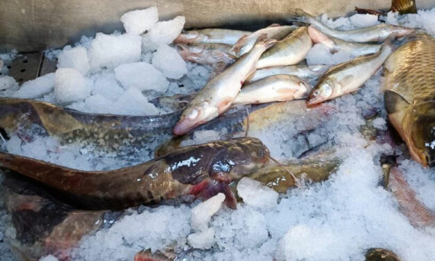 Peştele subdimensionat cu eticheta „Delta Dunării” din pescării, probabil din import