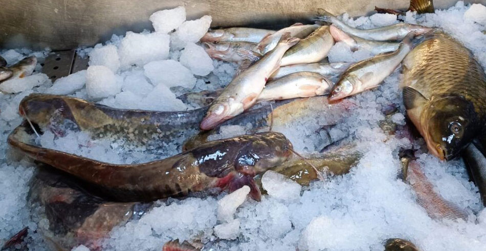 Peştele subdimensionat cu eticheta “Delta Dunării” din pescării, probabil din import